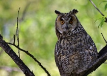 칡부엉이 from Иркутский р-н, Иркутская... 오후 by Вадим Ивушкин · iNaturalist 칡부엉이 (Asio otus)