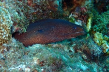 Gymnothorax meleagris from TW on 2025년 05월 30일 (금) at 12:27 오후 by ANT.X.LAM · iNaturalist Gymnothorax meleagris