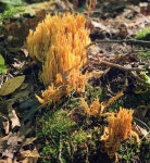싸리버섯속 from Brunet Island State Park, Holcombe, WI, US on... 오후 by alanna27jevne · iNaturalist 싸리버섯속 (Genus Ramaria)