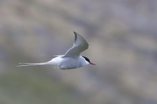 Sterna paradisaea from Ísafjarðarbær, Iceland on 2025년 06월 03일 (화) at 11:20 오전 by Kevin Snair · iNaturalist Sterna... 