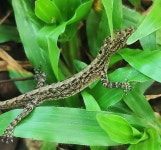 Cnemaspis littoralis from Srinilayam , NRA 27, uc college, Aluva, Kerala 683102, India on 2025년 06월 05일 (목) at 01:55 오후... 