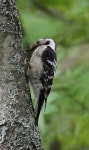 쇠오색딱따구리 from 33710 Tampere, Suomi on 2025년 06월 07일... by Riku Harsia · iNaturalist 쇠오색딱따구리 (Dryobates minor)
