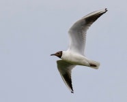 붉은부리갈매기 from Medicina, Emilia-Romagna, IT on 2025년... montesole · iNaturalist 붉은부리갈매기 (Chroicocephalus ridibundus)