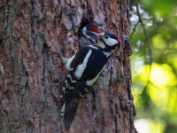 오색딱따구리 from North Trail, Vítkov, Moravskoslezský kraj... by Petr Doležal · iNaturalist 오색딱따구리 (Dendrocopos major)