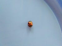 Coccinella transversalis from Manonjaya, Jawa Barat, Indonesia on 2019년 09월 19일 (목) at 06:37 오전 by Nisa Sundari... 
