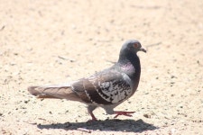 집비둘기 from San Carlos, San Diego, CA, US on 2025년 06월... Calderon · iNaturalist 집비둘기 (Variety Columba livia domestica)