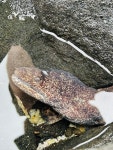 Gymnothorax pictus from Pu‘uhonua o Hōnaunau National Historical Park, Hōnaunau-Nāpōʻopoʻo, HI, US on 2025년 06월 09일... 