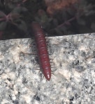 Trigoniulus corallinus from ACADEMY BLOCK, Vista School, Osman Nagar, Narsingi, Hyderabad, Telangana 500075, India on 2025년 06월... 