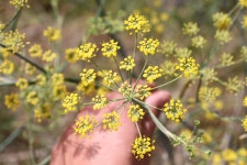 회향 from Ring Mountain Open Space Preserve, Marin County, CA... 12:26 오후 by Chris Brown · iNaturalist 회향 (Foeniculum vulgare)