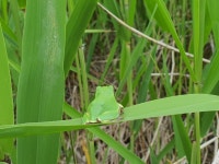 청개구리 from 대한민국 인천광역시 남동구 소래로154번길 77 on 2025년 06월 10일 (화) at 12:25 오후 by Yoonhyuk Bae... 