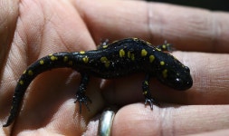 Ambystoma maculatum from Alley Park, Queens, NY, USA on 2019년 09월 20일 (금) at 10:47 오전 by César Andrés Castillo... 