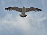 괭이갈매기 from Hanwha 63 City. Hangang Excursion Boats, Seoul, South Korea on 2025년 06월 12일 (목) at 06:53 오후 by Hock... 