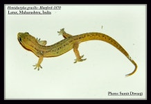 Hipparge, Maharashtra 413002 on 2016년 10월 12일 (수) at 12:14 오후 by Sumit Diwanji · iNaturalist Hemidactylus gracilis