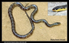 Bungarus sindanus from Ahmed Raza Road Ramwadi Solapur, Maharashtra 413004 on 2016년 10월 12일 (수) at 04:52 오후 by Sumit... 