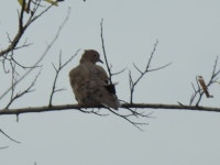 Zenaida macroura from Midlothian, TX, USA on 2019년 09월 21일 (토) at 09:41 오전 by Kathleen Mack · iNaturalist Zenaida macroura