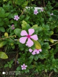 Catharanthus roseus from 36, Shubhash Nagar Ward, Sagar, Madhya Pradesh 470002, India on 2019년 09월 26일 (목) at 02:11 오후... 