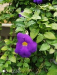 Thunbergia erecta from 36, Shubhash Nagar Ward, Sagar, Madhya Pradesh 470002, India on 2019년 09월 26일 (목) at 02:12 오후 by... 