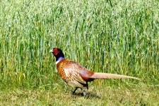 꿩 from 07-230 Gaj, Polska on 2025년 06월 22일 (일) at 01:41 오후 by Kuba Che · iNaturalist 꿩 (Phasianus colchicus)