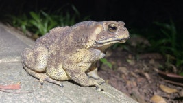 아시아검은안경두꺼비 in 6월 2025 by James Hicks · iNaturalist 아시아검은안경두꺼비 (Duttaphrynus melanostictus)
