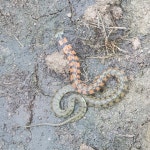 유혈목이 from 대한민국 경기도 이천시 황무로 on 2025년 07월 01일 (화) at 02:08 오후 by 전형표(JEON HYEONGPYO, 全亨杓)... 