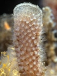 Ctenostomatida from Torrance Reef, Los Angeles County, CA, USA on 2019년 09월 26일 (목) at 11:31 오전 by Merry Passage... 