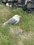 세가락갈매기 from Cliffs of Moher Coastal Walk, Doolin, Co.... by Lennart Weltje · iNaturalist 세가락갈매기 (Rissa tridactyla)