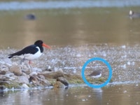 깝작도요 from 56566 Neuwied, Deutschland on 2025년 07월 08일 (화) at 09:36 오후 by KP · iNaturalist 깝작도요 (Actitis... 