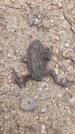Bufo bufo from Gmina Marciszów, Polsko on 2025년 07월 06일 (일) at 03:05 오후 by Dana Machurková · iNaturalist Bufo bufo