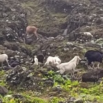 황로 from 952台灣台東縣蘭嶼鄉296-15號 on 2025년 07월 11일 (금) at 06:04 오전 by 詹宗達. 單獨一隻跟山羊在海邊礁岩... 