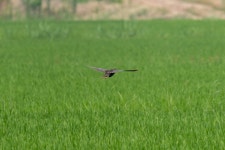 뜸부기 from 대한민국 충청남도 홍성군 갈산면 on 2025년 07월 08일 (화) at 12:13 오후 by Paul Ha · iNaturalist 뜸부기... 