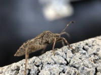 꽈리허리노린재 from 川東, 仲多度郡滿濃町, 香川縣, JP on 2019년 10월 10일 (목) at 12:53 오후 by Mau Mau · iNaturalist... 