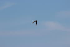 쇠부엉이 from Municipalità di Lido-Pellestrina, Lido VE, Italia on 2022년 04월 25일 (월) at 09:18 오전 by Pietro Scarpa... 