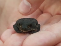 유럽두꺼비 from 254 67 Helsingborg, Sverige on 2025년 07월 18일 (금) at 07:43 오후 by Dila · iNaturalist 유럽두꺼비 (Bufo bufo)