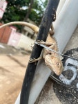 Calotes versicolor from X4QW+8XV, Ambedkar Nagar, Pozhichalur, Chennai, Tamil Nadu 600074, India on 2025년 07월 20일 (일) by... 
