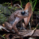 Leptobrachium ailaonicum in 6월 2025 by Loi Phuoc Tran · iNaturalist Leptobrachium ailaonicum