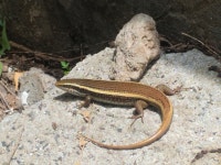Eutropis carinata from 54/61, Bohra Colony, Bhuj, Gujarat 370020, India on 2025년 07월 26일 (토) at 01:43 오후 by The... 