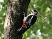 오색딱따구리 from Gesamtschule Barkenberg - Dorsten, 46286... by Jennifer Gebhardt · iNaturalist 오색딱따구리 (Dendrocopos major)