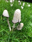 먹물버섯 from Sjælland, Jægerspris, Hovedstaden, DK on... at 04:12 오후 by thomaszl · iNaturalist 먹물버섯 (Coprinus comatus)