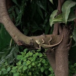 Calotes versicolor from 36, Sahapur, New Alipore, Kolkata, West Bengal 700038, India on 2025년 07월 27일 (일) at 07:26 오전 by... 