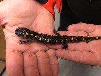 Ambystoma maculatum from Jack Smythe Field Centre, Halton Hills, ON, CA on 2019년 10월 22일 (화) at 12:35 오후 by Billie Jo... 
