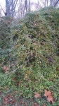 인동덩굴 from 3035 Buckeystown Pike Adamstown, MD 21710 on 2016년 11월 15일 (화) at 07:56 오전 by Liz Peterson. Anyone know... 
