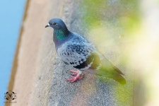 집비둘기 from Ironai, Otaru, Hokkaido 047-0031日本 on 2025년... iNaturalist 집비둘기 (Variety Columba livia domestica)