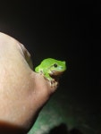 유럽청개구리 from 044 74 Perín - Chym, Slovensko on 2025년... 오전 by Stanislav Greš · iNaturalist 유럽청개구리 (Hyla arborea)
