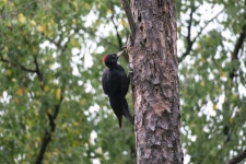 까막딱따구리 from Grenspark Kalmthoutse Heide, Kalmthout... 오전 by Thor Meskens · iNaturalist 까막딱따구리 (Dryocopus martius)