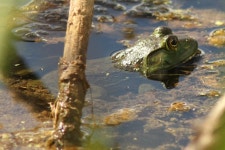 황소개구리 from Bond St on 2025년 08월 25일 (월) at 11:40 오전 by Josh Duis · iNaturalist 황소개구리 (Lithobates catesbeianus)