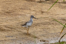 뒷부리도요 from 대한민국 강원특별자치도 고성군 죽왕면 동해대로 on 2025년 08월 09일 (토) at 02:17 오후 by Paul Ha... 