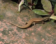 Eutropis carinata from Childrens Park A, Panaji, Goa 403001, India on 2025년 08월 30일 (토) at 11:07 오전 by Neha... 