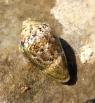 Conus ventricosus from Deti Adriatik, , Vlora, AL on 2016년 11월 25일 (금) at 06:29 오후 by Aleksander Golemaj · iNaturalist... 