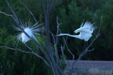 중대백로 from bosque del apache on 2009년 06월 10일 (수) at 09:49 오전 by James N. Stuart. Displaying at night roost at Bosque... 