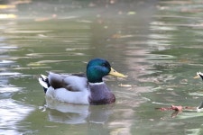 청둥오리 from 20121 Milan, Italie on 2025년 09월 11일 (목)... 오후 by Nicolas Marmet · iNaturalist 청둥오리 (Anas platyrhynchos)